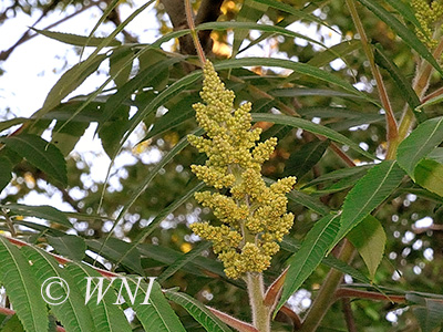 Staghorn Sumac (Rhus typhina)